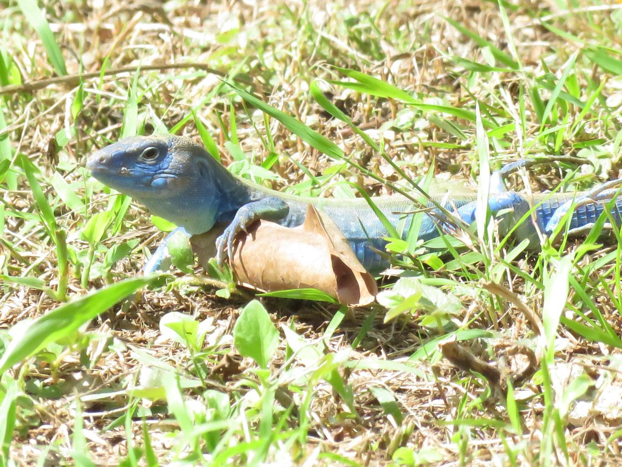 Blue Lizard House Villa San Andrés Exterior foto